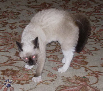 Немногое о кошаках. 60 фото / смотреть онлайн