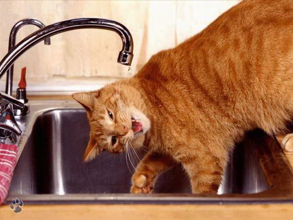 Немногое о кошаках. 60 фото / смотреть онлайн
