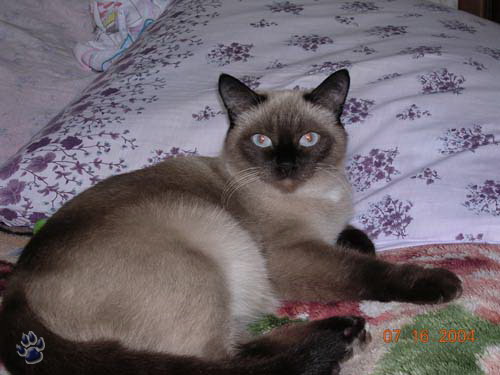 Немногое о кошаках. 60 фото / смотреть онлайн