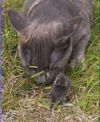 Немногое о кошаках. 60 фото / смотреть онлайн