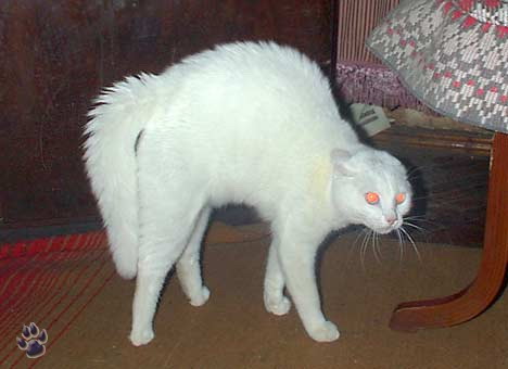 Немногое о кошаках. 60 фото / смотреть онлайн