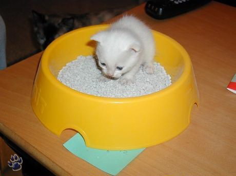 Немногое о кошаках. 60 фото / смотреть онлайн