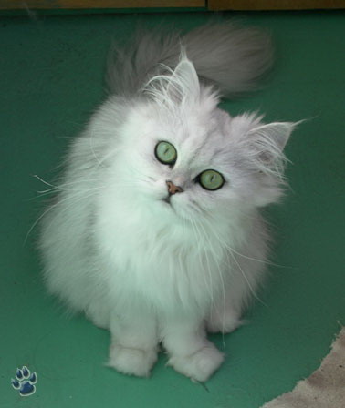 Немногое о кошаках. 60 фото / смотреть онлайн