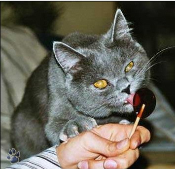 Немногое о кошаках. 60 фото / смотреть онлайн