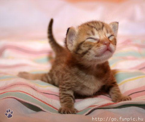 Немногое о кошаках. 60 фото. 2-ая часть