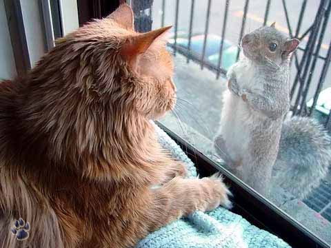 Немногое о кошаках. 60 фото. 2-ая часть