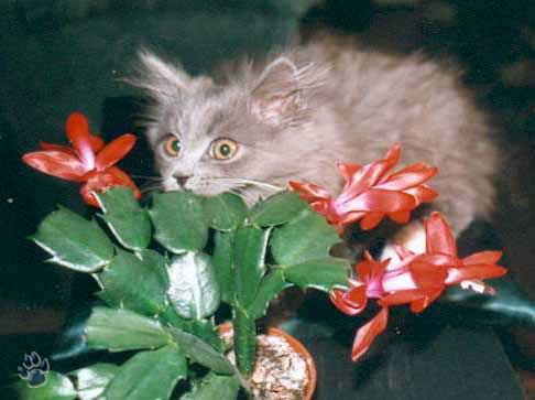 Немногое о кошаках. 60 фото. 2-ая часть