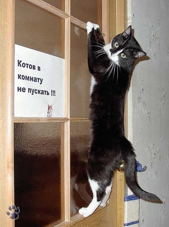 Немногое о кошаках. 60 фото. 2-ая часть