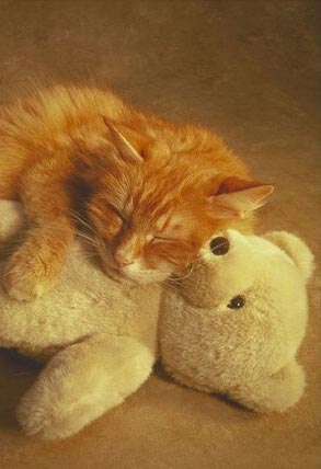Немногое о кошаках. 60 фото. 3-ья часть
