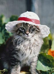Немногое о кошаках. 60 фото. 3-ья часть