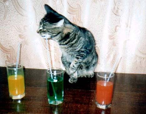Немногое о кошаках. 60 фото. 3-ья часть