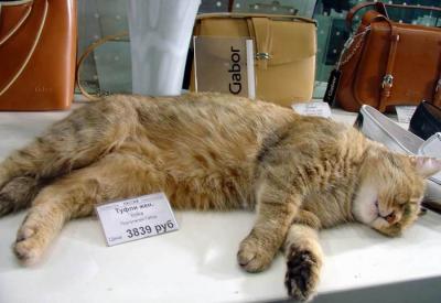 Немногое о кошаках. 60 фото. 3-ья часть